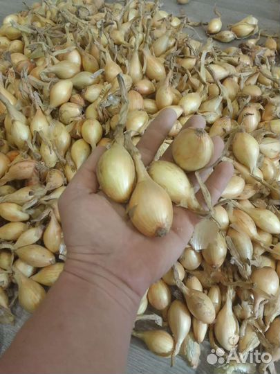 Лук шалот, Березовский аристократ и Омский