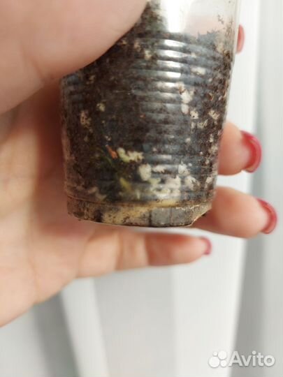 Калатея нетворк мозайка вариегатная