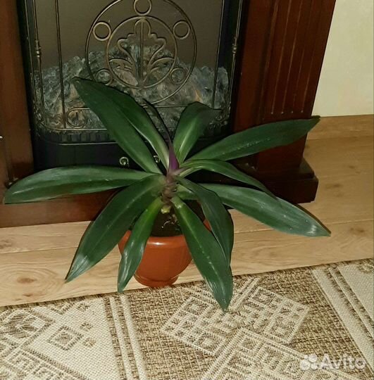 Рэо - цветок комнатный