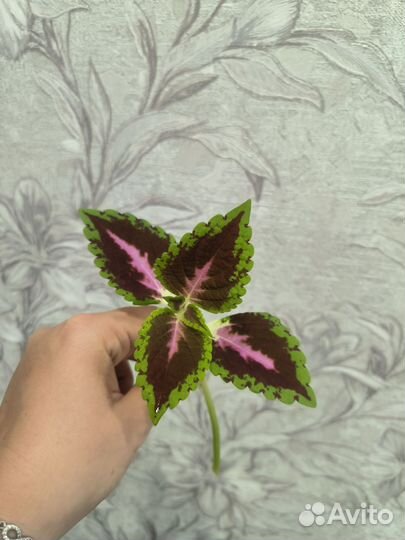 Черенки колеуса