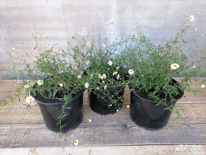 Эригерон (мелколепестник) карвинского