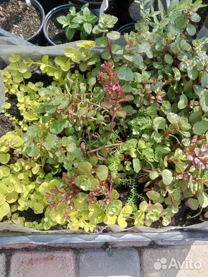 Вербенник, очиток