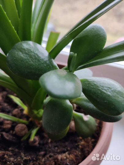 Комнатные цветы