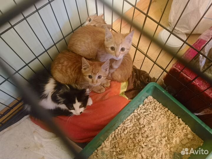 4 невероятных котенка в поисках дома