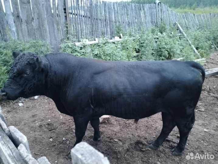 Продам быка