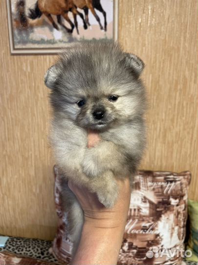 Щенки шпица