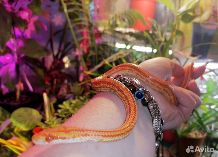 Маисовый полоз Amel и Snow Tessera, подростки