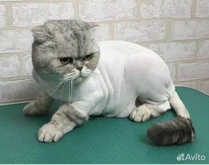 Груминг (стрижка-линька ) собак и кошек