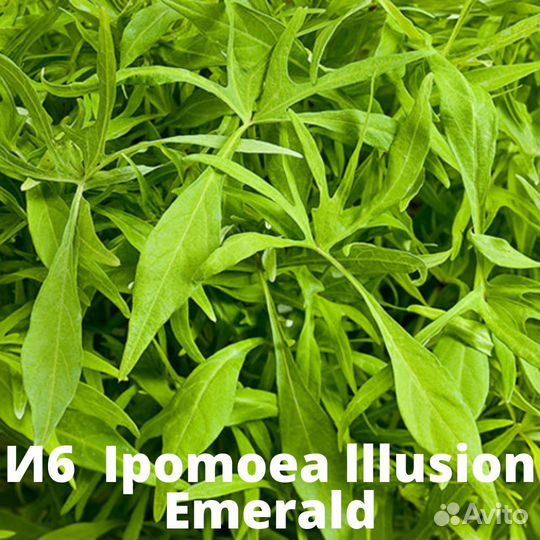 Ипомея батат часть 2