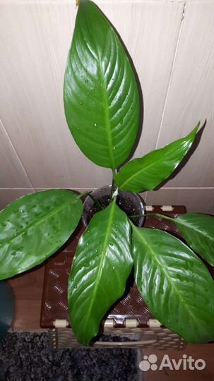 Спатифиллум