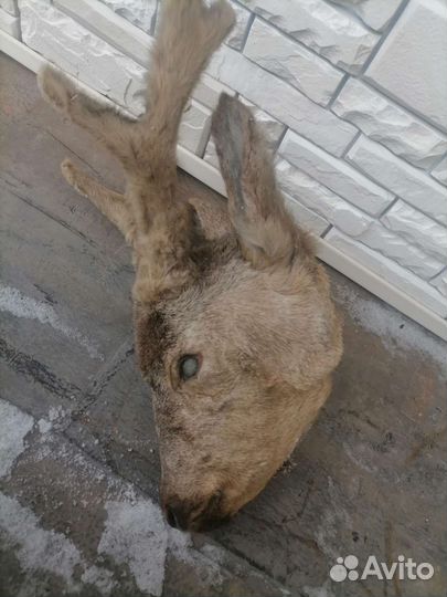 Чучело головы косули
