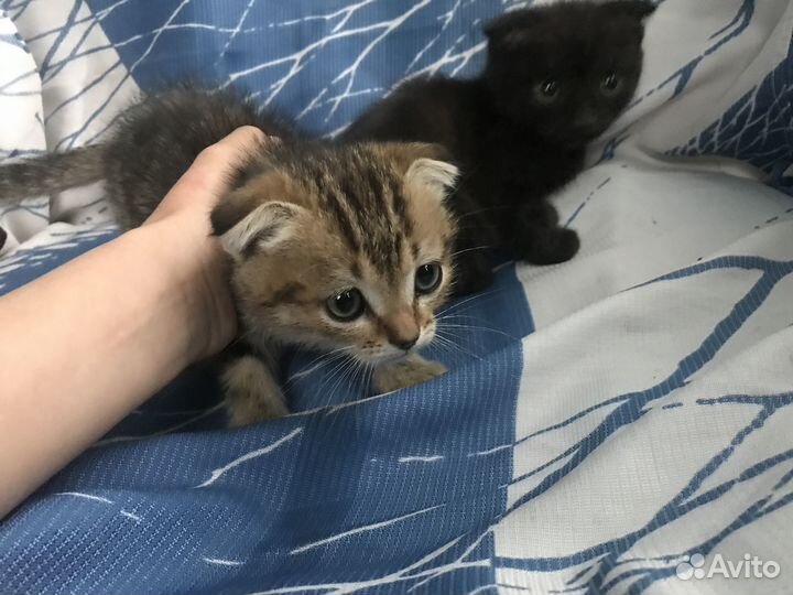 Котята в добрые руки повлоградка