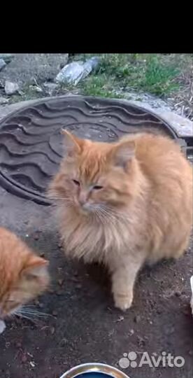 Кот рыжик