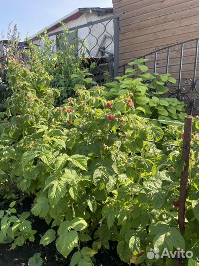 Ремонтантная малина невысокая