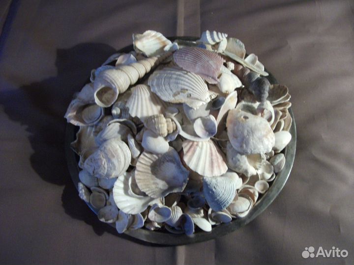 Продаю ракушки для аквариума