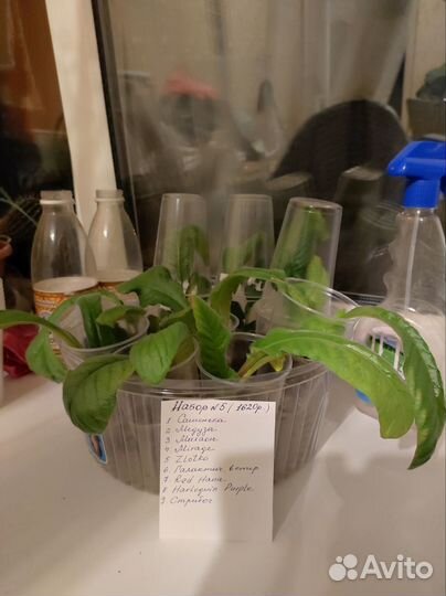 Стрептокарпусы