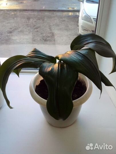 Лилия.колонхоэ.Дроцена