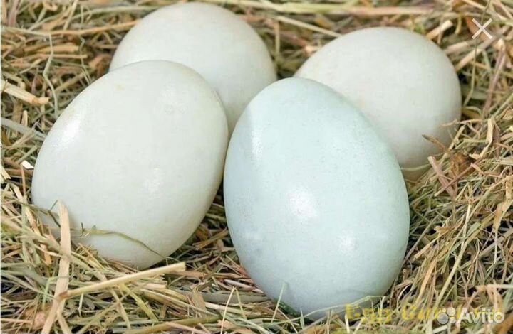 Гусята суточные