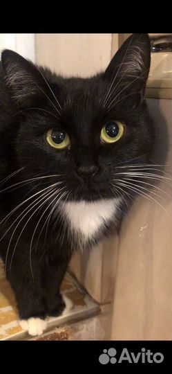 Кошечка окраса Маркиз, 1 год