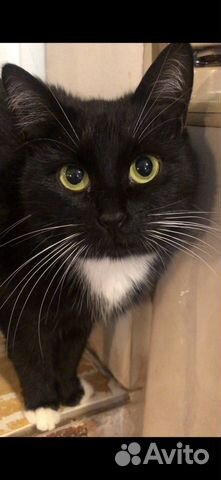 Кошечка окраса Маркиз, 1 год