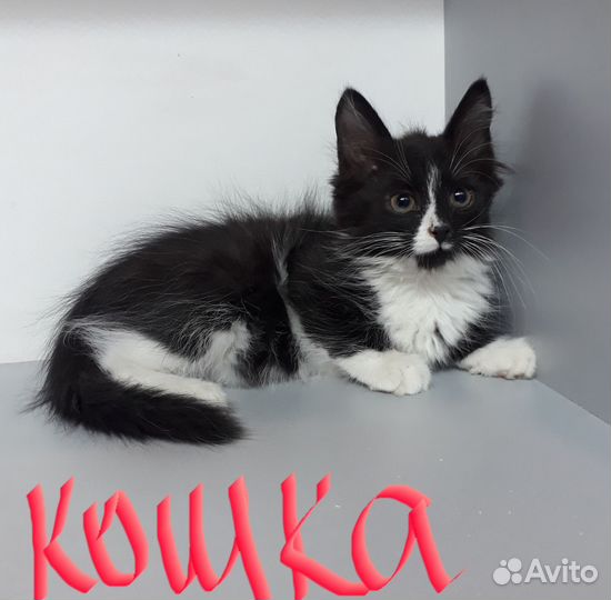 Кошка в дар бесплатно