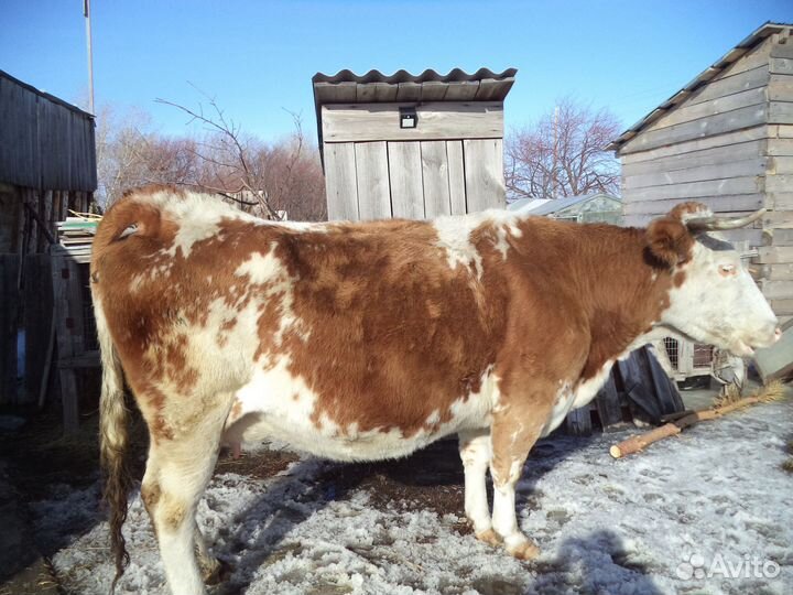 Корова дойная с теленком