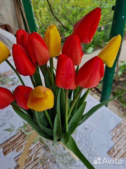 Тюльпаны