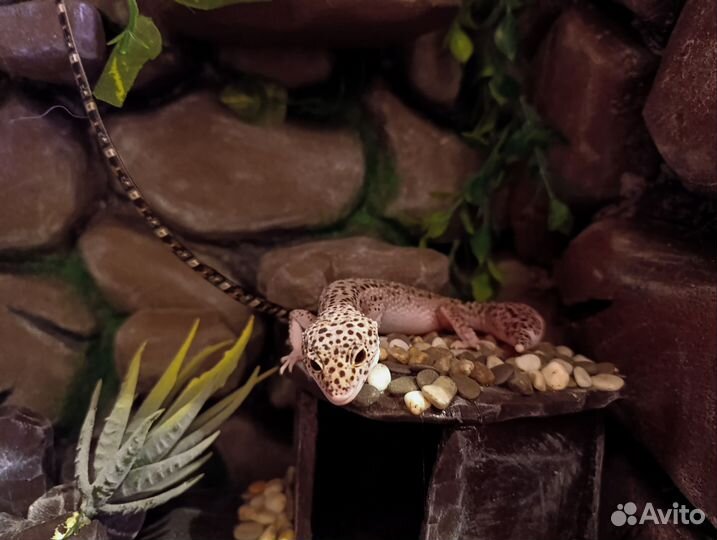 Эублефар Mack Snow Enigma Eclipse Самка