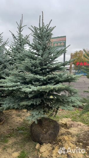 Ель голубая