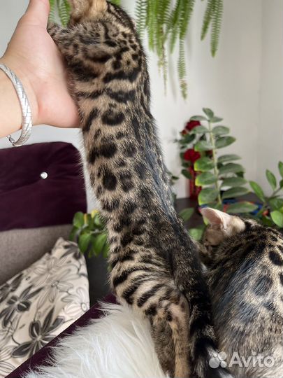 Бенгальская кошка