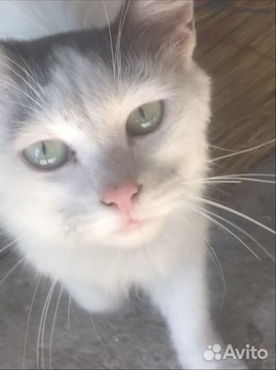 Кошечка в добрые руки