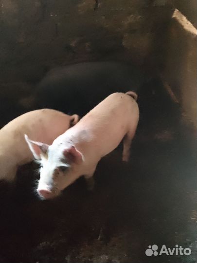 Поросенок ландрас-дюрок