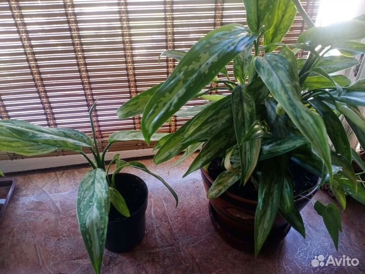 Аглаонема - 