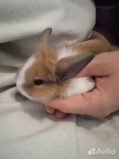 Декоративные кролики