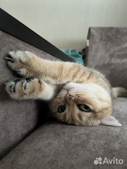 Шотландская золотая шиншилла