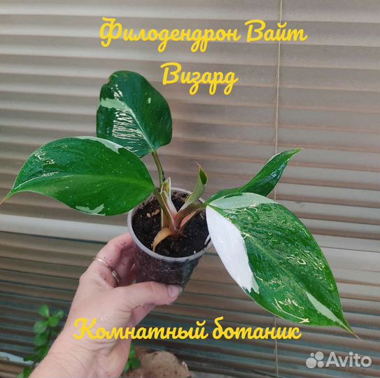 Филодендроны