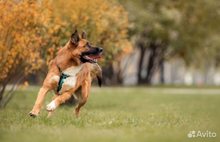 Собака в добрые руки