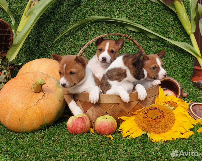 Щенки басенджи
