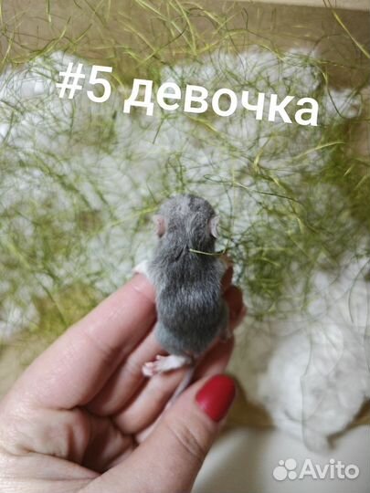 Декоративные крыски дамбо