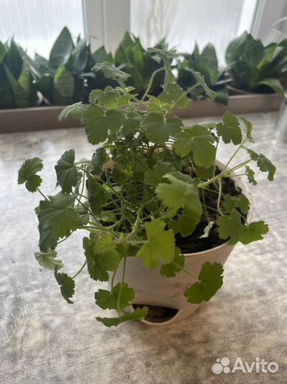 Цветы комнатные