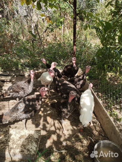 Индюки на племя