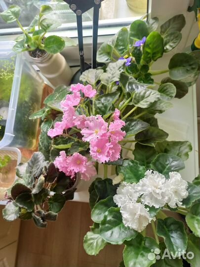 Фиалки сортовые, колеус аватар, фикус Бенджамина