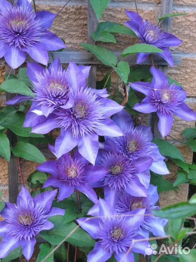 Клематис Multi Blue