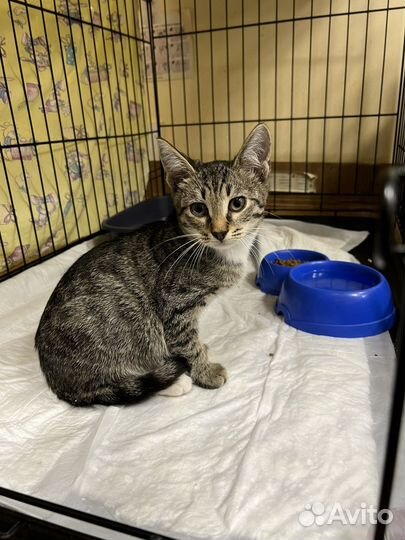 Котенок мальчик