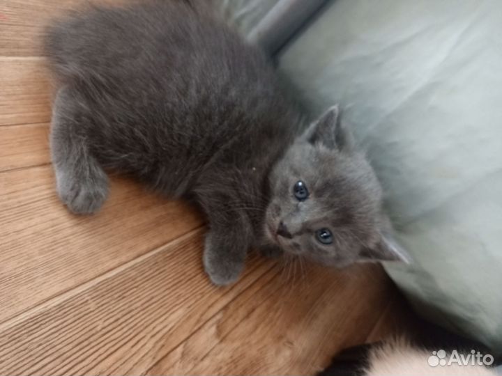 Дымчатый котенок