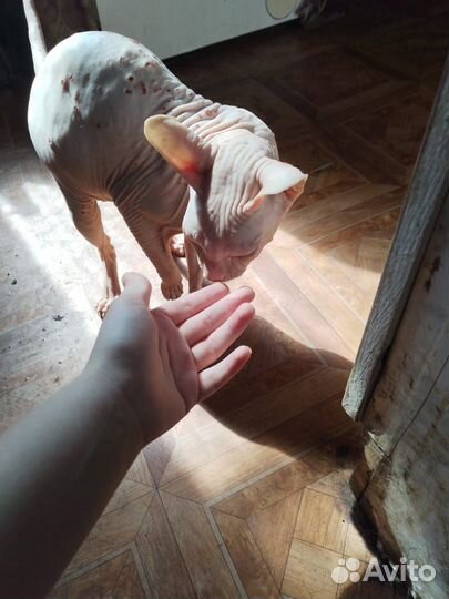 Сфинкс в добрые руки