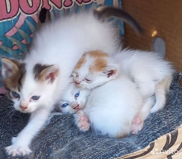 Кошка с разными глазами
