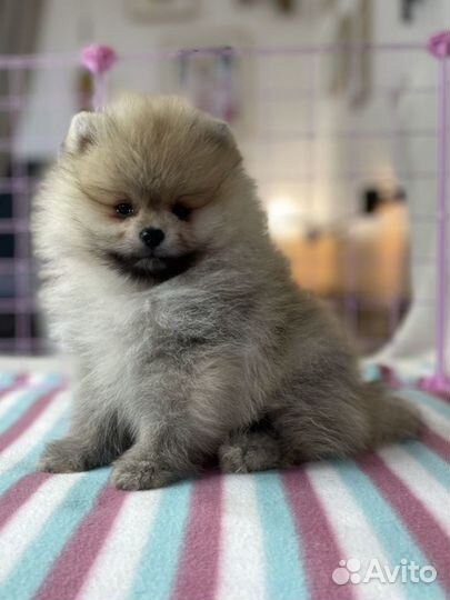 Щенки померанского шпица белые, кремовые минимишки