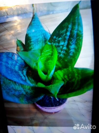 Сенцеверия растениее