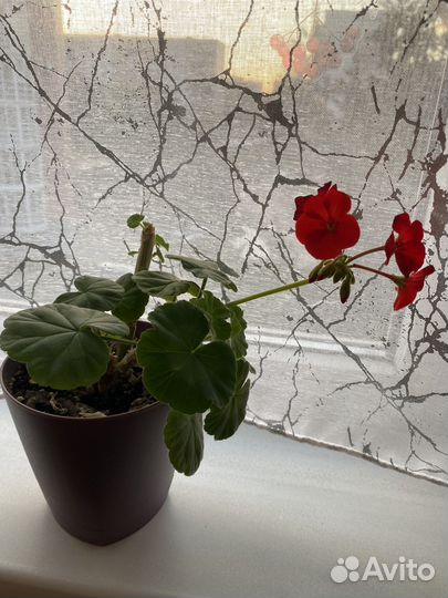 Герань пеларгония